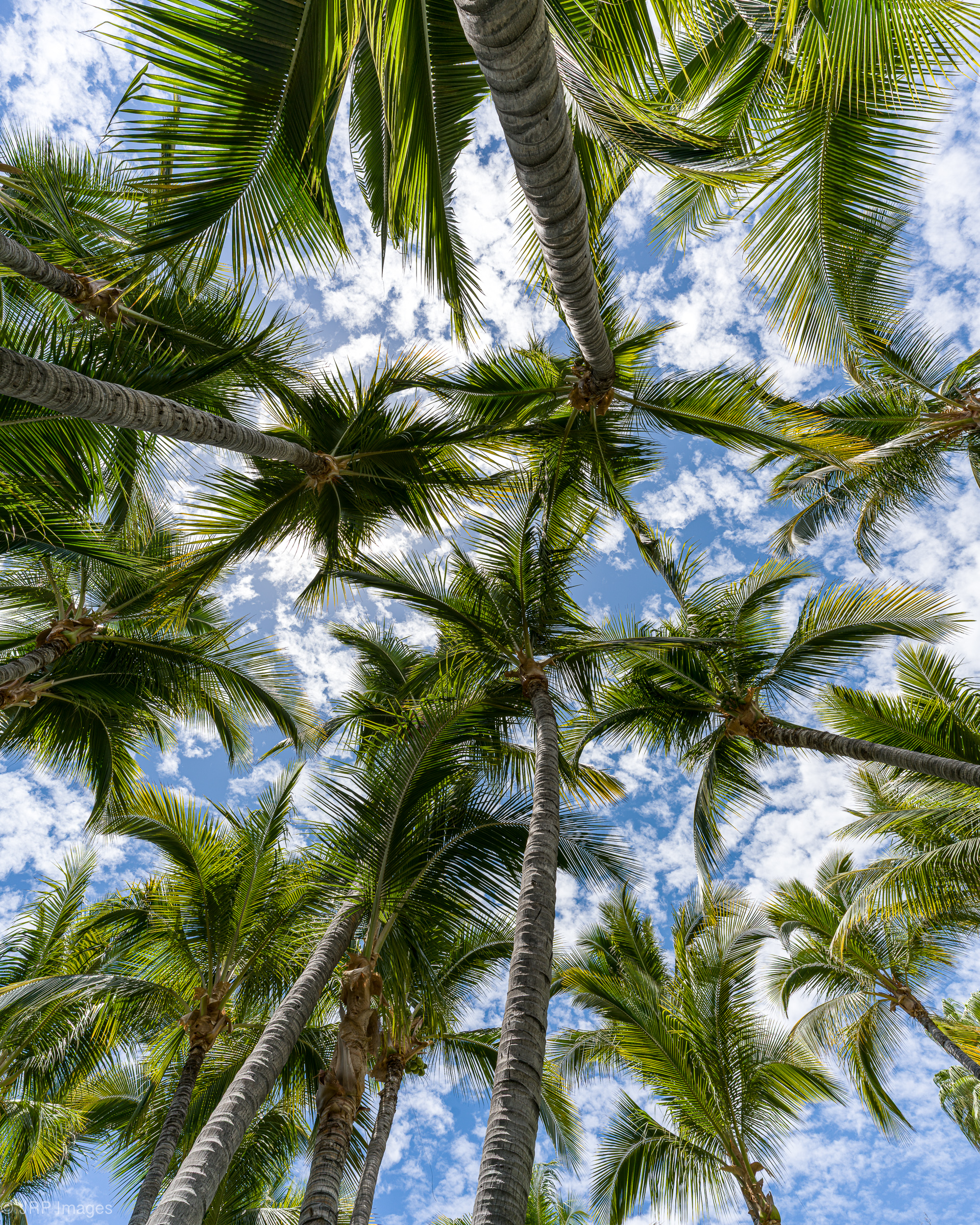 Cabo Palm Tree